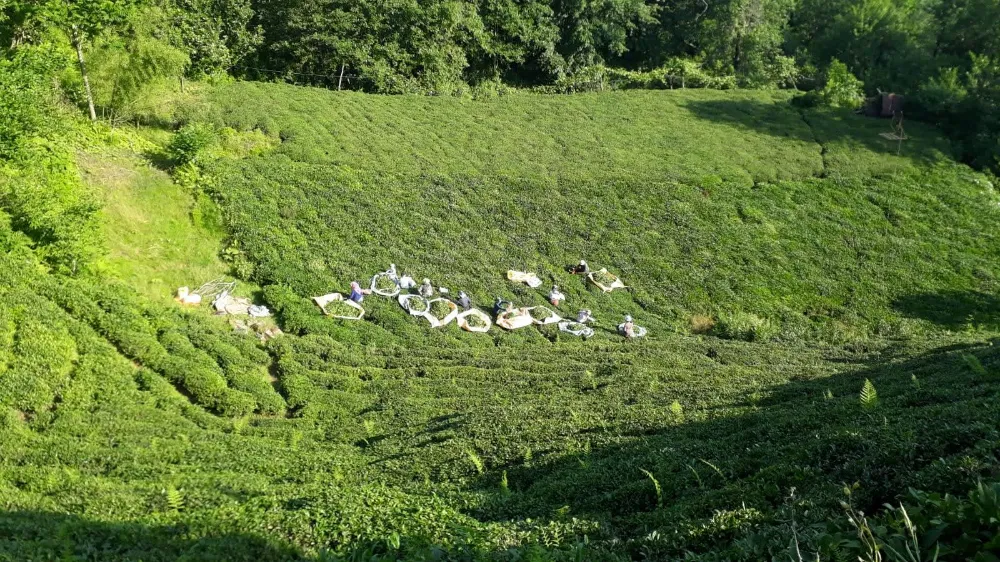 Doğu Karadeniz’de 2024 Yaş Çay Alımları Bir Kaç GÜn İçinde Başlayacak