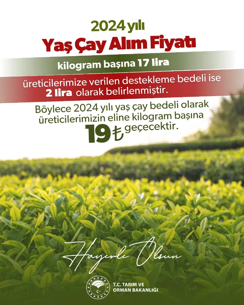 Çay üreticisi beklediğini bulamadı, yaş çay fiyatı belli oldu