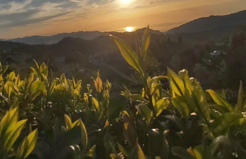 Tomurcuk Çay Fiyatı Belli Oldu  