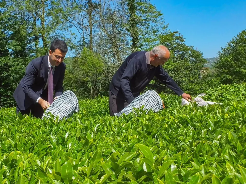 BAHÇEDEN BARDAĞA ÇAY SERÜVENİ