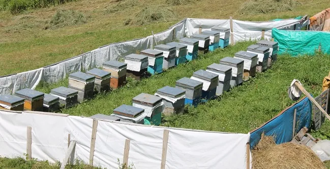 İlçe Tarım Müdürlüğünden Gezginci Arıcılara Uyarı’’arı Konaklama Belgesini Mutlaka Alın’’