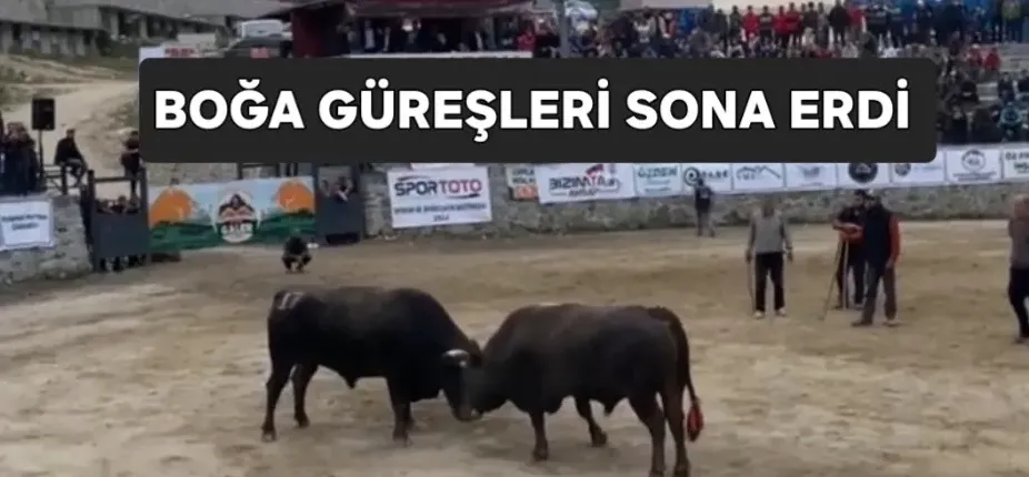 Ayder Boğa Güreşleri Festivali Coşkuyla Sona Erdi