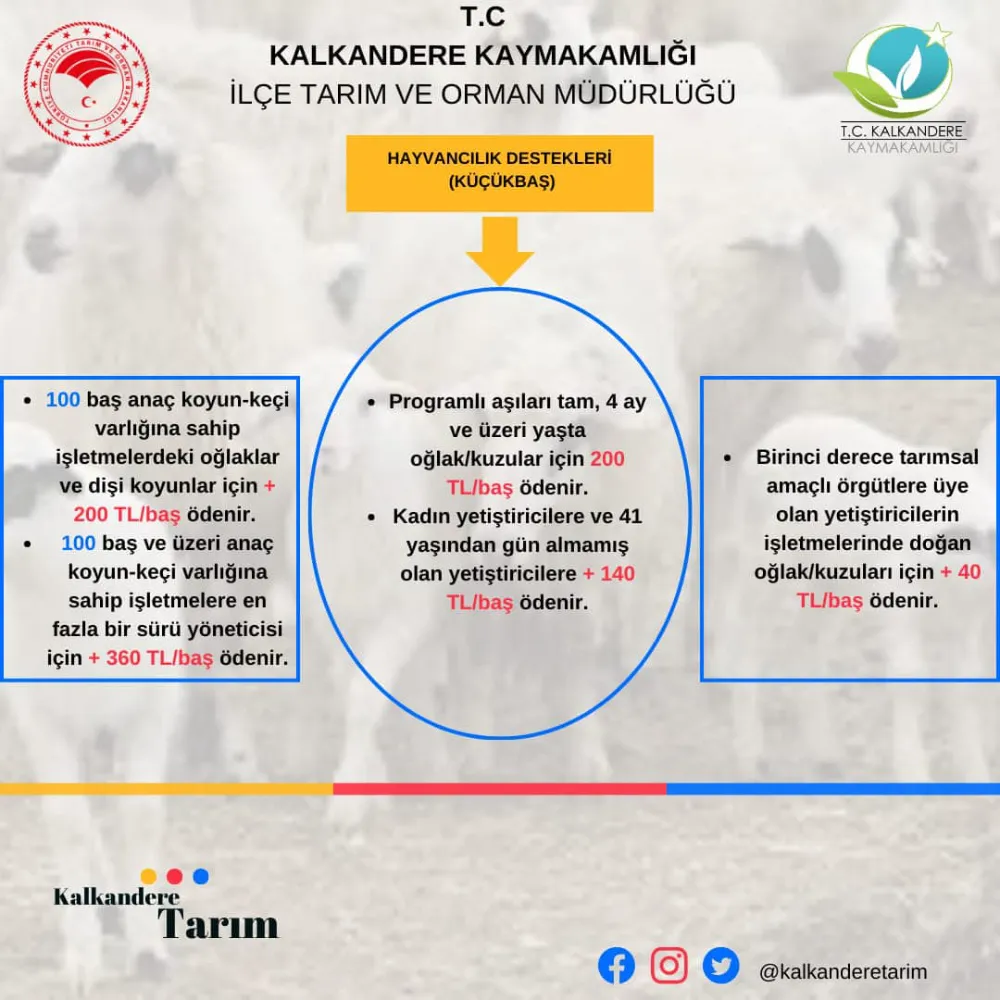 Hayvancılık Destekleme Şartları Belli oldu