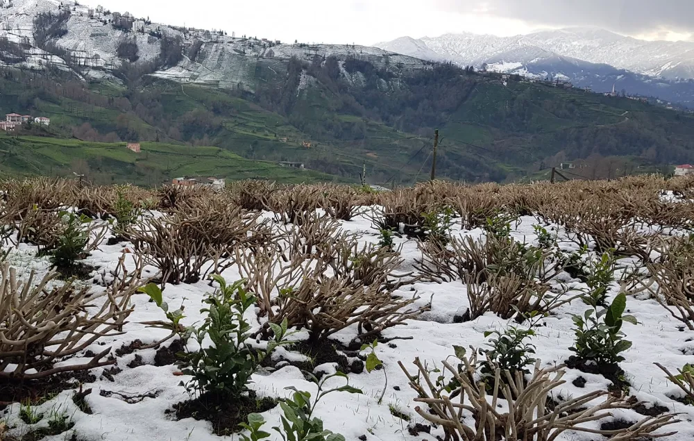 Çaykur; Hayali Budama Yapan 600 Çay Üreticisinin Cüzdanlarını İptal Etti