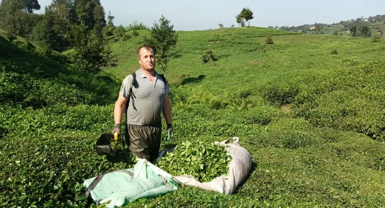 BENZİNLİ CAY MOTORLARI,CAY TARLASININ EN BÜYÜK KÂBUSU, FABRİKALAR KERESTE FABRİKASINA DÖNDÜ.