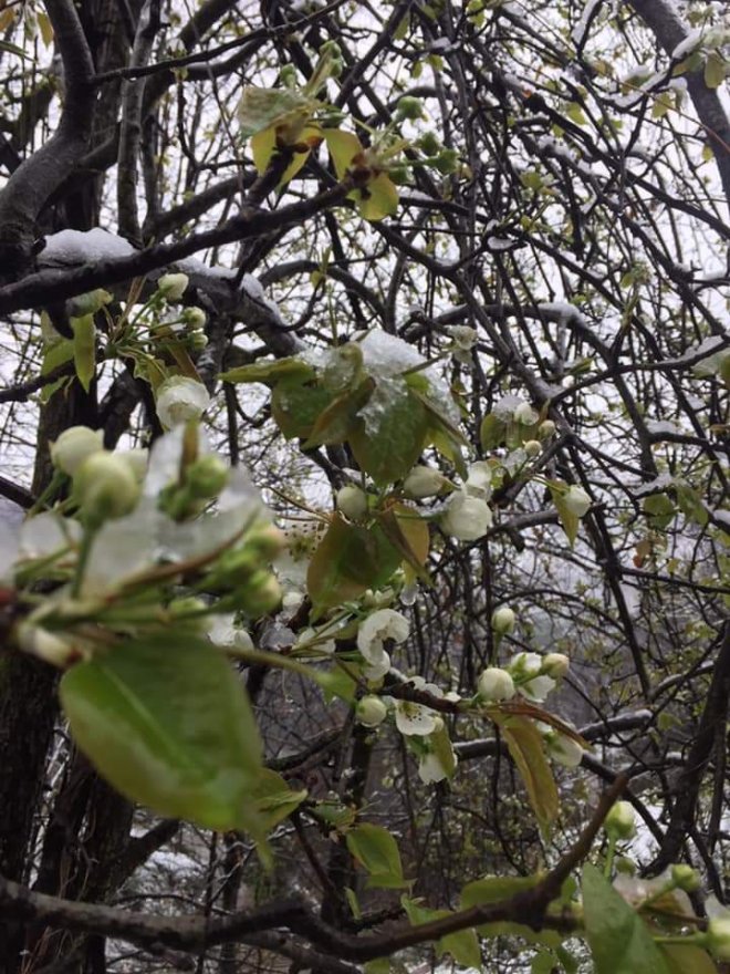 16 Mart 2020 Kalkandere'den kar manzaraları