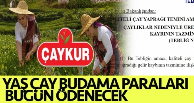 Yaş Çay budama paraları bu gün ödenecek