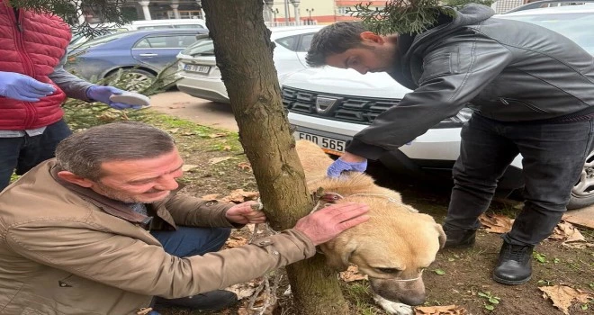 SAHİPLİ KEDİ, KÖPEK ve GELİNCİKLERE ÇİP ZORUNLULUĞU” İÇİN SON TARİH: 31/12/2022