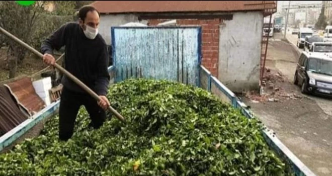 Dördüncü sürgün çay alımları devam ediyor