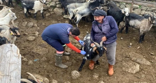 AŞILAMA ÇALIŞMALARIMIZ OVİT YAYLASINDA DEVAM EDİYOR