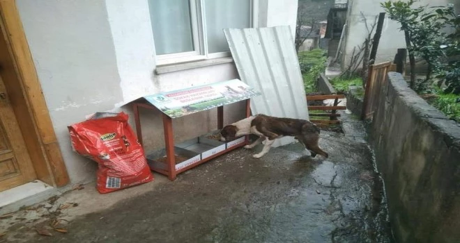 Kaymakamligimizdan Sokak hayvanları ile ilgili sosyal proje