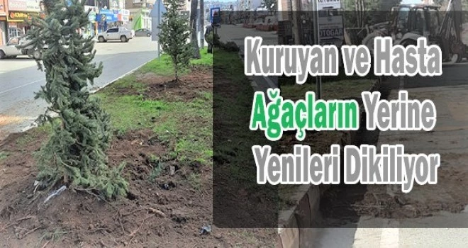 ARDEŞEN BELEDİYESİ KURUYAN AĞAÇLARIN YERİNE YENİLERİNİ DİKİYOR