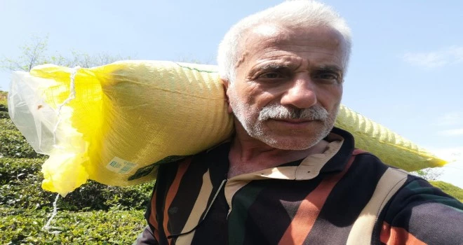 Doğu Karadeniz’i çay telaşı sardı , Üretici Yaş Çay Fiyatını Odaklandı