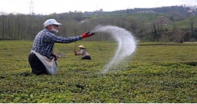 Çay Bahçelerinde Gübreleme Zamanı!