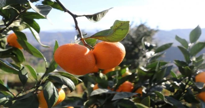 Rize‘de mandalina hasadı  RTEÜ öğrencilerinin de katılımı ile başladı.