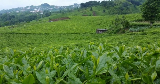 Yaş ÇAY Üreticileri Ne Zaman Rize