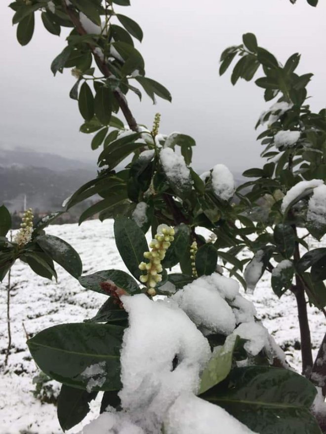 16 Mart 2020 Kalkandere'den kar manzaraları