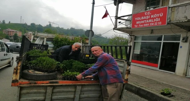 Kalkandere Ziraat Odası Fide Dağıtımı Yaptı