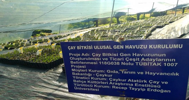 ÇAYKUR’UN AKREDİTE EDİLEN YENİ ARAŞTIRMA MERKEZİ TOPLU HALDE HİZMETE BAŞLADI