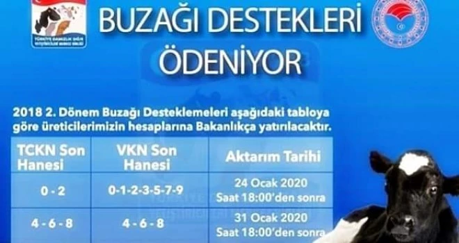 Buzağı destekleri ödemesi başlıyor