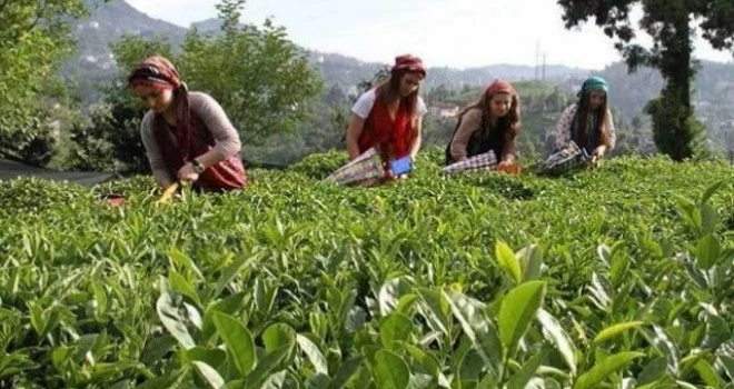 Çay Üreticileri Yaş Çay Taban Fiyatının 7 TL olarak açıklanmasından Memnun