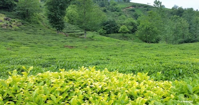 Sarı Çay Nasıl Üretilir ve Faydaları