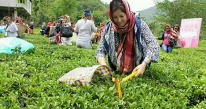 yaş çay Destekleme Paraları Yatırıldı